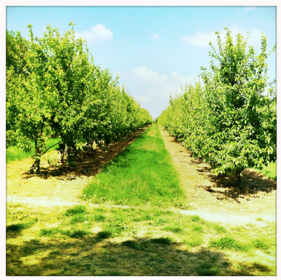 Pluckley Circular Kent Walk